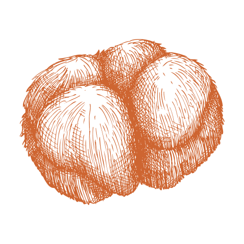 Koralovec ježovitý