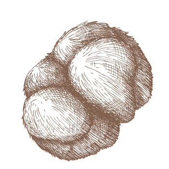 Pocíťte silu levej hrivy