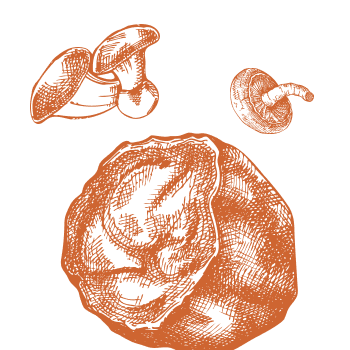 Tajomstvo vitality