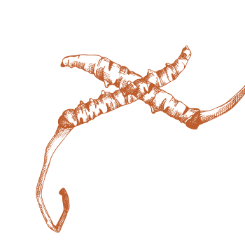 Postarajte sa o svoje telo pomocou sily húb